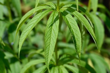 Sakhalin Adası 'ndan (Rusya) endemik veronicastrum Latince adı Veronicastrum sachalinense' den ayrılır.