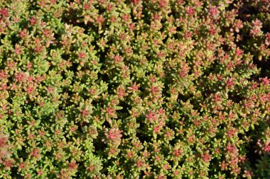Murale Stonecrop ayrıldı - Latince adı - Sedum albümü Murale