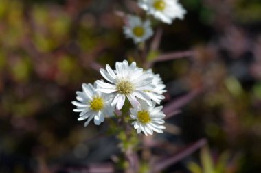 New York aster Starletta White - Latince adı - Symphyotrichum novi-belgii Starletta White (Aster novi-belgii)