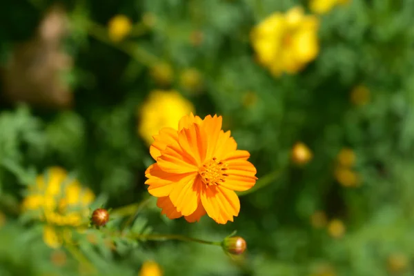 Sülfür Kozmosu Çiçeği Latince Adı Kozmos Sülfür — Stok fotoğraf