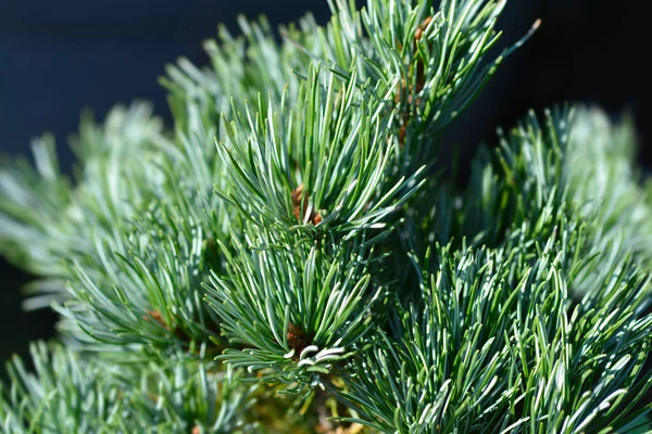 Японская Сосна Голубой Иглой Латинское Название Pinus Parviflora Glauca — стоковое фото