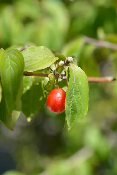 Kornelkirsche Lateinischer Name Cornus Mas — Stockfoto