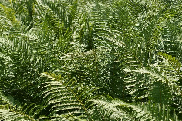 Devekuşu Yaprakları Latince Adı Matteuccia Struthiopteris — Stok fotoğraf