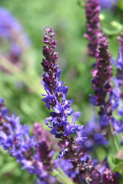 Flores Salvia Del Prado Nombre Latino Salvia Nemorosa Subsp Tesquicola — Foto de Stock