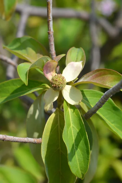 Cornejo Siempreverde Del Himalaya Nombre Latino Cornus Capitata —  Fotos de Stock