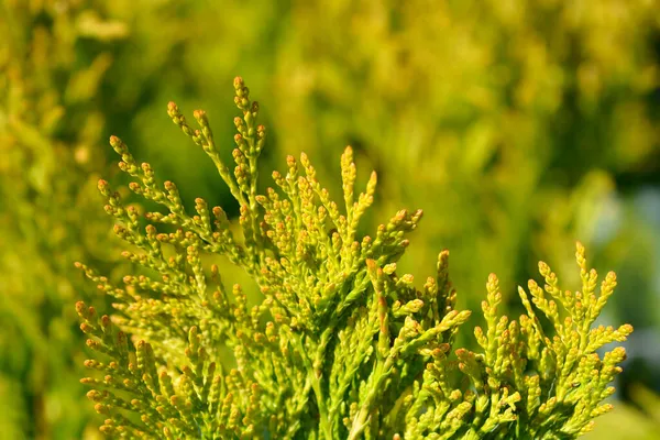 Western Red Cedar 4Ever Goldy Latin Name Thuja Plicata 4Ever — Stock Photo, Image