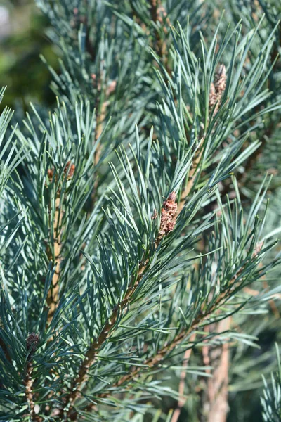 Scotts Pine Glauca Branches Латинское Название Pinus Sylvestris Glauca — стоковое фото