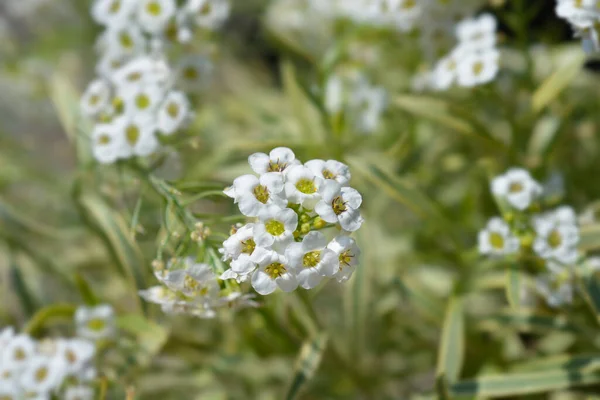Sweet Alyssum White Flowers Latin Name Lobularia Maritima Alyssum Maritimum — Stock Photo, Image