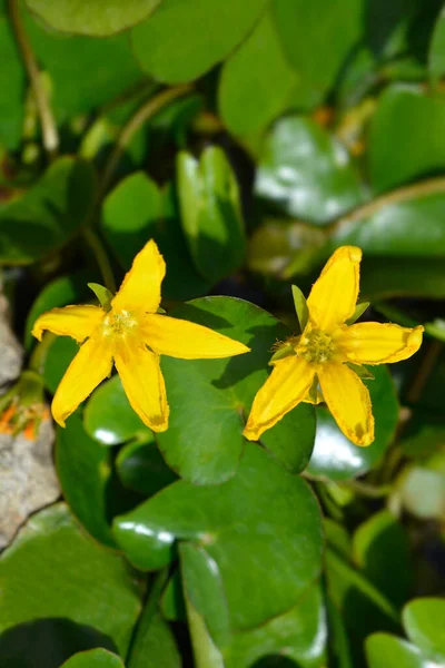 Żółte Pływające Kwiaty Serca Nazwa Łacińska Nymphoides Peltata — Zdjęcie stockowe