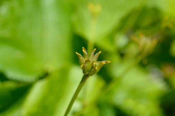 Marsh Marigold Seed Pods Латинська Назва Caltha Palustris — стокове фото