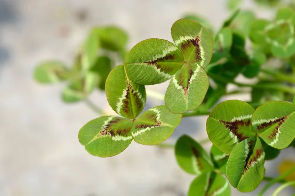 Φύλλα Τριφυλλιού Λατινική Ονομασία Trifolium Repens — Φωτογραφία Αρχείου