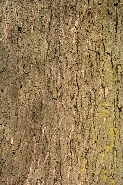 常见的儿茶树树皮的细节 拉丁文名称 Catalpa Bignonioides — 图库照片