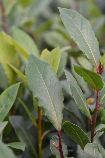 Laurel Leaves Latin Name Laurus Nobilis — Stock Photo, Image