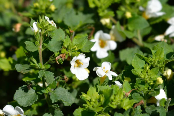 Süslü bacopa çiçekleri - Latince adı Chaenostoma cordatum