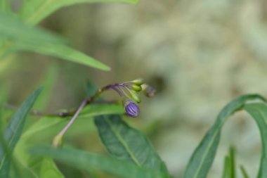 Kanguru elma tomurcukları - Latince adı - Solanum laciniatum