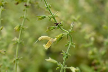 Himalaya Bulut Adaçayı sarı çiçek - Latince adı - Salvia nubicola