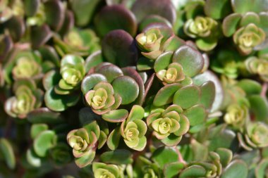 Çin taşı - Latince adı - Sedum tetractinum