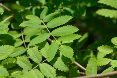 Yaygın dağ kül yaprakları - Latince adı - Sorbus aucuparia