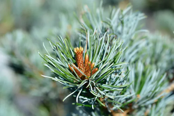 화이트 라틴어 Pinus Parviflora Negishi — 스톡 사진