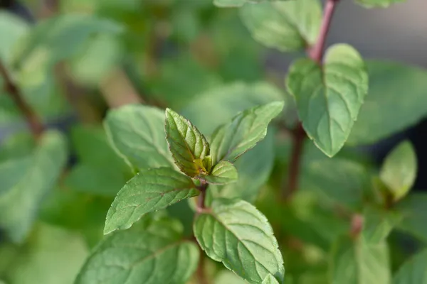 Coklat Daun Mint Nama Latin Mentha Piperita Citrata Coklat — Stok Foto