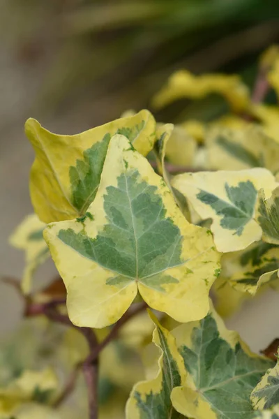 Inglés Ivy Tricolour Leaves Latin Name Hedera Helix Tricolor —  Fotos de Stock