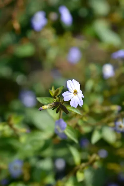 Flor Violeta Bush Nombre Latino Browallia Americana — Foto de Stock