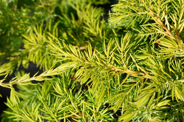 Shore Juniper Allgold Branch Latin Name Juniperus Conferta Allgold — стокове фото