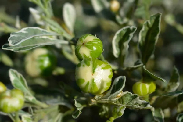 Cerise Jérusalem Panachée Nom Latin Solanum Pseudocapsicum Variegata — Photo