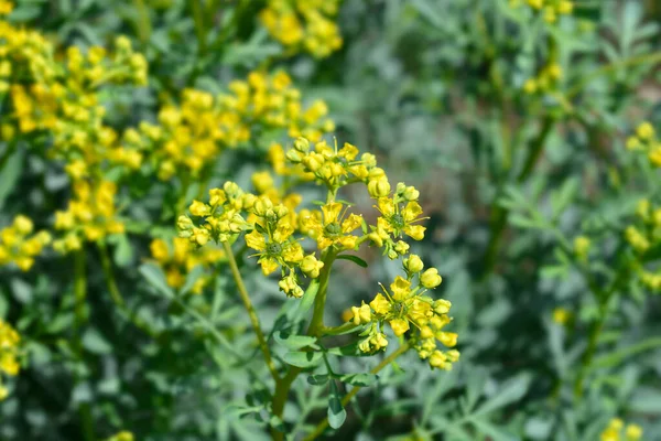 Ortak rue - Latince adı - Ruta graveolens