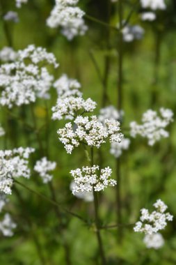 Yaygın kediotu çiçekleri - Latince adı - Valeriana officinalis