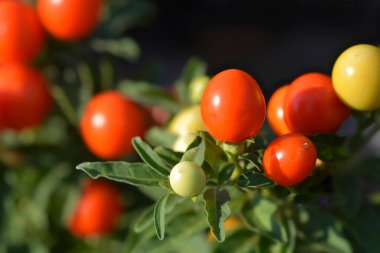 Sahte Kudüs kirazı - Latince adı - Solanum psödocapsicum