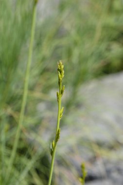 Jacobs Rod çiçek tomurcukları - Latince adı - Asphodeline liburnica