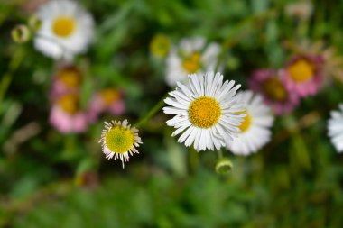 Meksika pireli çiçekleri - Latince adı - Erigeron Karvinskianus