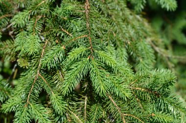 Norveç ladin şubesi - Latince adı - Picea abies