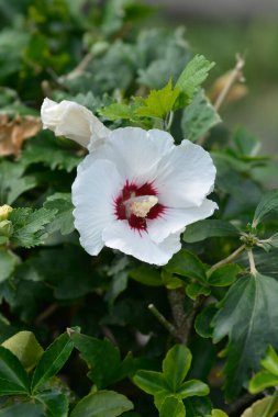 Sharon 'ın Gülü - Latince adı - Hibiscus Syriacus