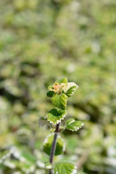 Feuilles Lierre Suédoises Nom Latin Plectranthus — Photo