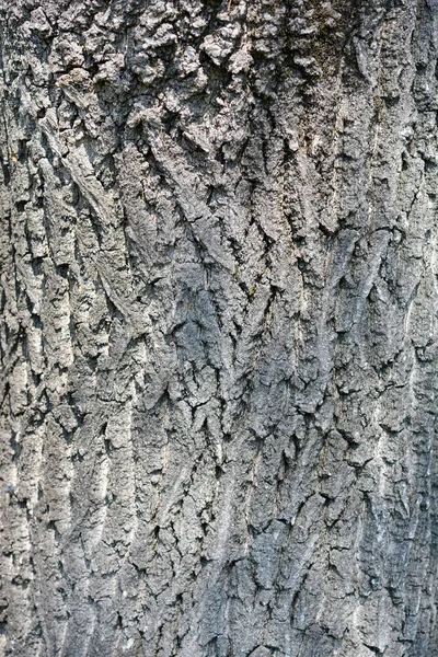 英式橡木树皮细节 拉丁文名 Quercus Robur — 图库照片