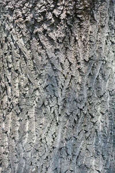 English Oak Bark Detail Lateinischer Name Quercus Robur — Stockfoto