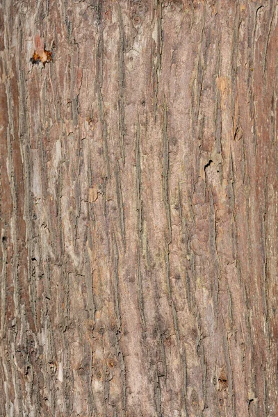 Rheingold Arborvitae Bark Latin Name Thuja Occidentalis Rheingold — Stock Photo, Image
