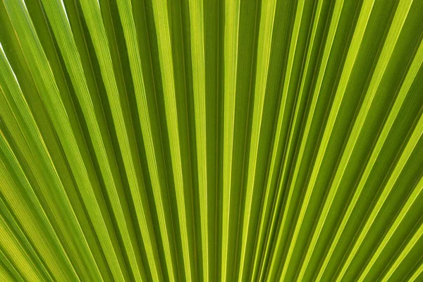 Ausztrál Fan Palm Leaf Detail Latin Név Livistona Australis — Stock Fotó