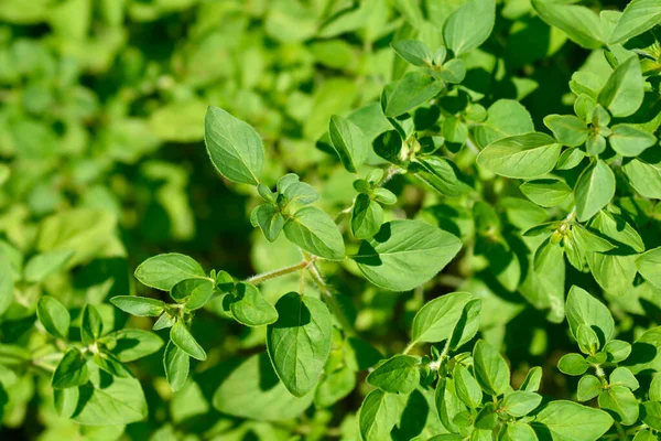 Oregano Herrenhausen Blad Latinskt Namn Origanum Laevigatum Herrenhausen — Stockfoto