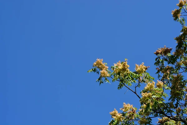 Árvore Céu Ramos Com Sementes Nome Latino Ailanthus Altissima — Fotografia de Stock