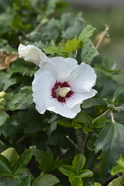 Rose Sharon Flower Λατινική Ονομασία Hibiscus Syriacus — Φωτογραφία Αρχείου