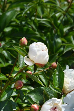 Peony Festiva Maxima çiçekleri - Latince adı - Paeonia lactiflora Festiva Maxima