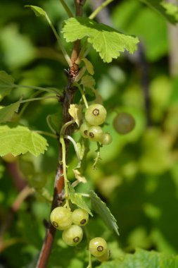 Beyaz frenk üzümü Witte Parel üzümü - Latince adı Ribes rubrum Witte Parel