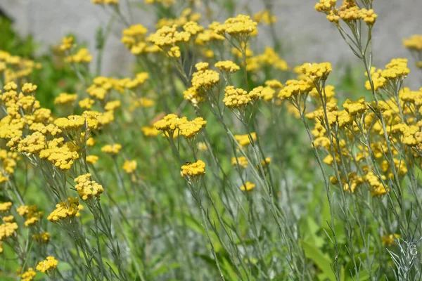 İtalyan sarı çiçekleri - Latince adı - Helichrysum italicum