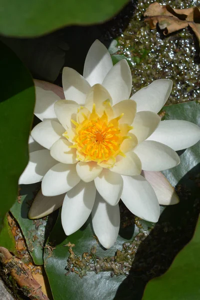 White Water Lily Latin Name Nymphaea Alba — Stock Photo, Image