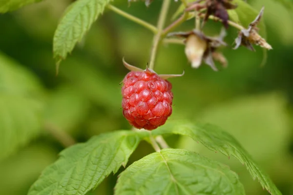 Evropské Červené Maliny Latinské Jméno Rubus Idaeus — Stock fotografie