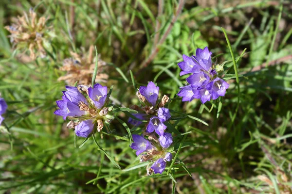 Grassy Bells Flowers Latin Name Edraianthus Tenuifolius — Stock Photo, Image