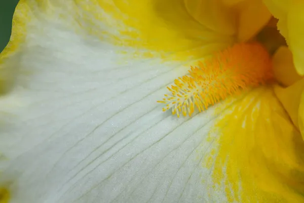 Íris Barba Alta Fringe Detalhe Flor Ouro Nome Latino Iris — Fotografia de Stock